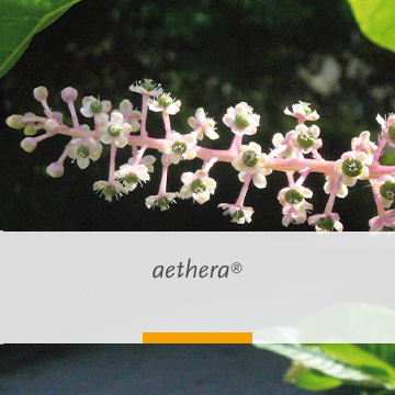 aethera®