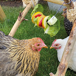 Abbildung11 Zuhause ist, wo meine Hühner sind