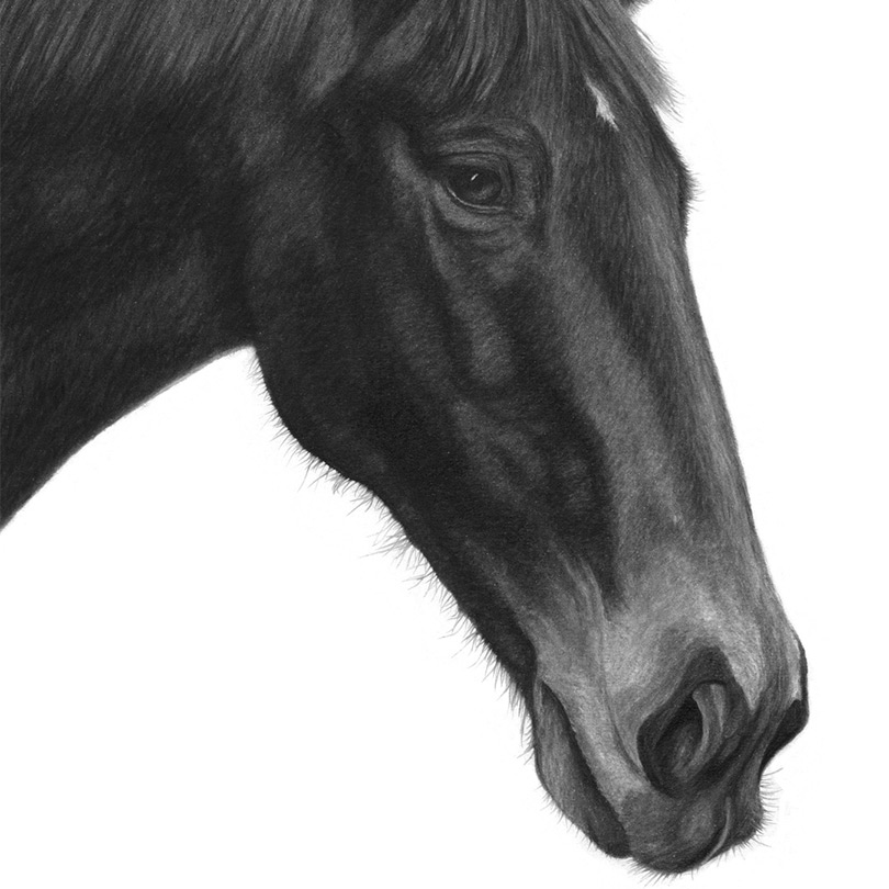 Abbildung1 Bruder Tier