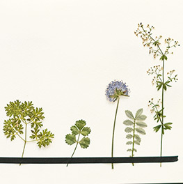 Abbildung1 Veilchen, Farn & Ringelblumen