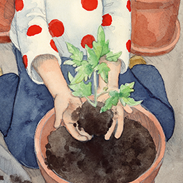 Abbildung2 Tinkas Tomaten