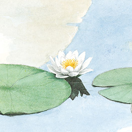 Abbildung3 Der kleine Biber und das Echo