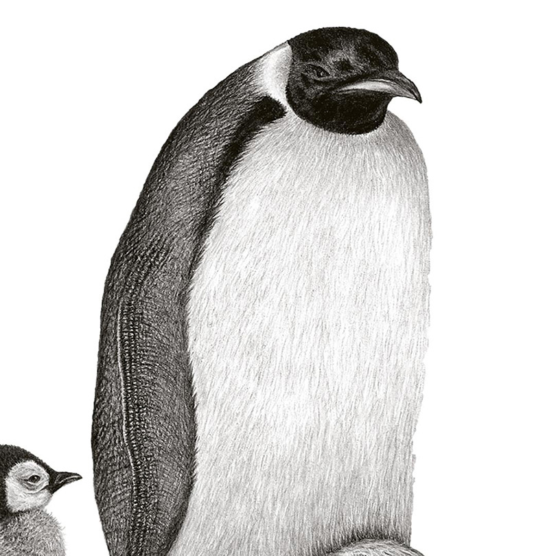 Abbildung3 Bruder Tier