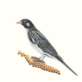 Abbildung3 Tierfreundschaften