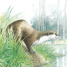 Abbildung4 Der kleine Biber und das Echo