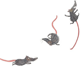 Abbildung4 Bommelböhmer und Schnauze