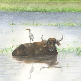 Abbildung4 Tierfreundschaften