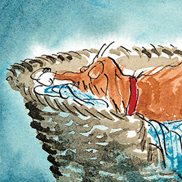 Abbildung5 Top Bob - dein Hund und Retter