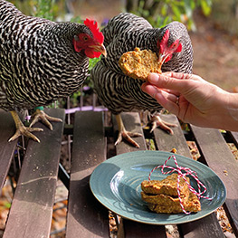 Abbildung6 Zuhause ist, wo meine Hühner sind